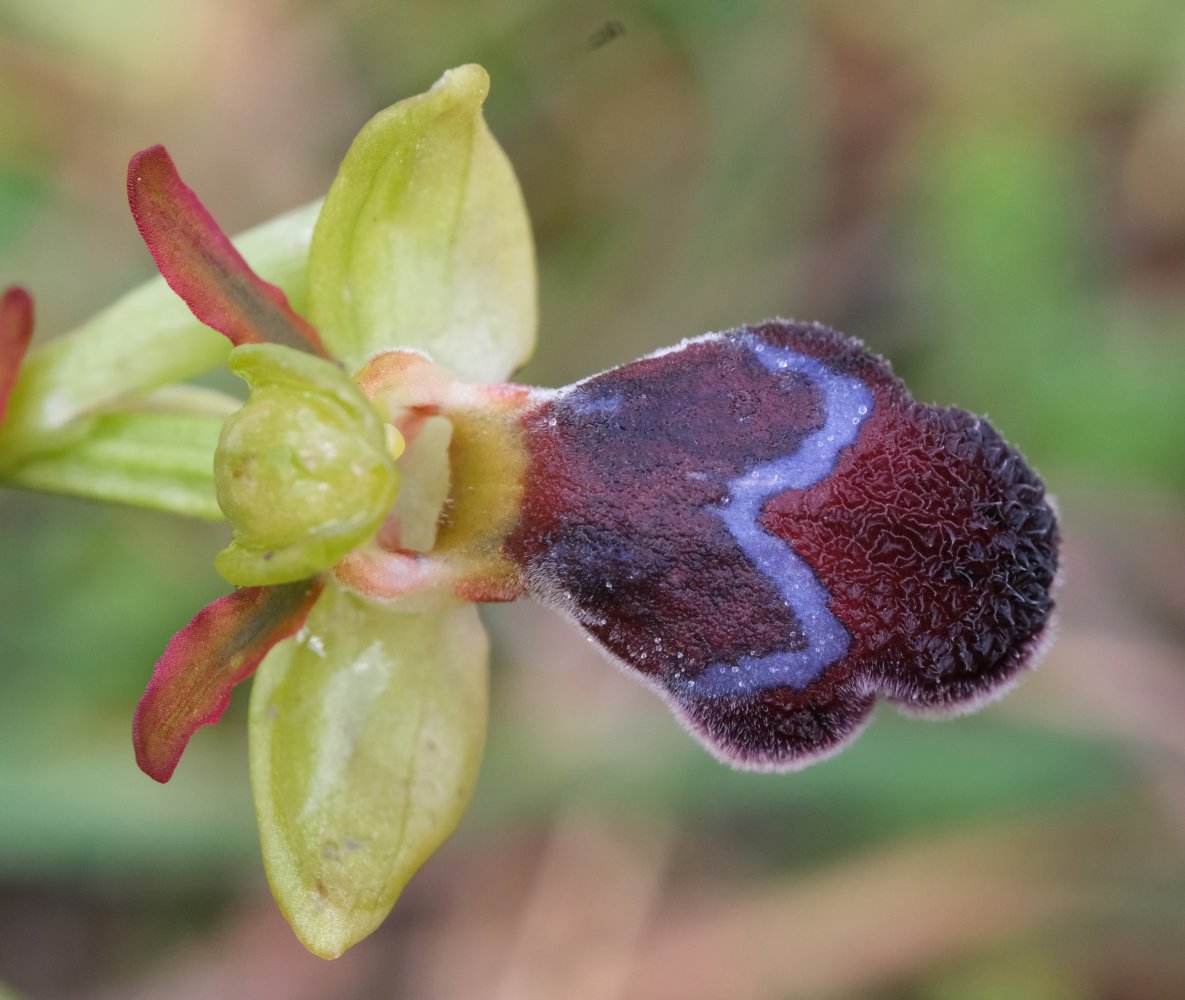 Orchidee di Marzo - Dalla Grecia con passione